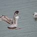 Gull landing (4)