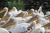 Pelicans on Lake Tana - Bahir Dar