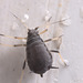 Aphid IMG_2502