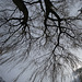 Trees Looking Up 2