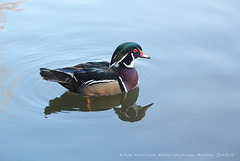 Male Wood Duck - Maiden Erlegh Lake - Reading - 22.4.2015