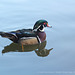 Male Wood Duck - Maiden Erlegh Lake - Reading - 22.4.2015