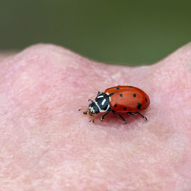 Convergent Ladybug / Hippodamia convergens
