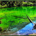 Bardonecchia : Il lago verde in Valle Stretta - 1830 m slm