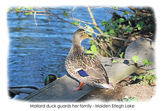 Mallard duck - Maiden Erlegh Lake - Reading - 22.4.2015