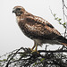 Day 1, Red-tailed Hawk / Buteo jamaicensis, South Texas