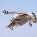 Gull photos, New Brighton (1)