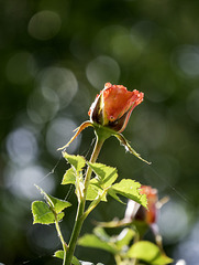 Red Rose and spider silk