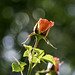 Red Rose and spider silk