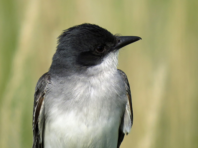 Eastern Kingbird