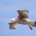 Gull photos, New Brighton (2)