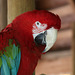Red and green macaw