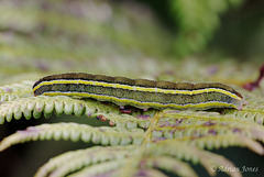 Ceramica pisi larva (Broom Moth)