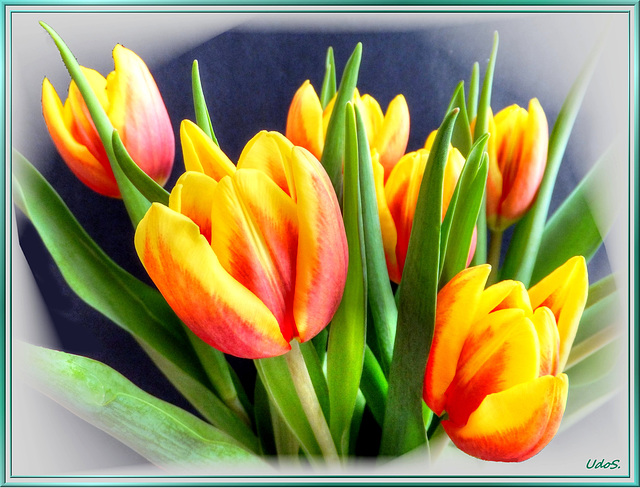Tulips in the spring time... ©UdoSm