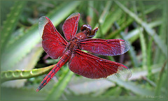 Red Grasshawk also named Common Parasol (Neurothemis fluctuans), ♂...