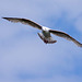 Gull photos, New Brighton (3)