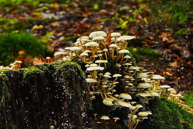 Pilzpyramide - Mushroom pyramid