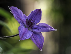 A patio Clematis flower
