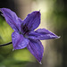 A patio Clematis flower