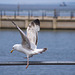 Gull photos, New Brighton (4)