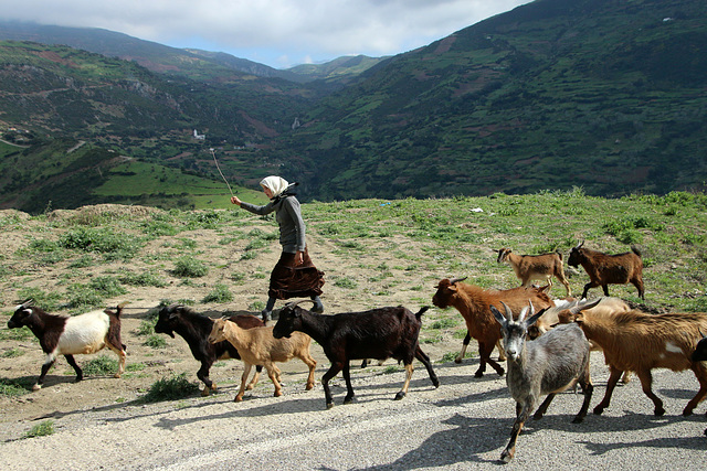 The goat herder (Explored)