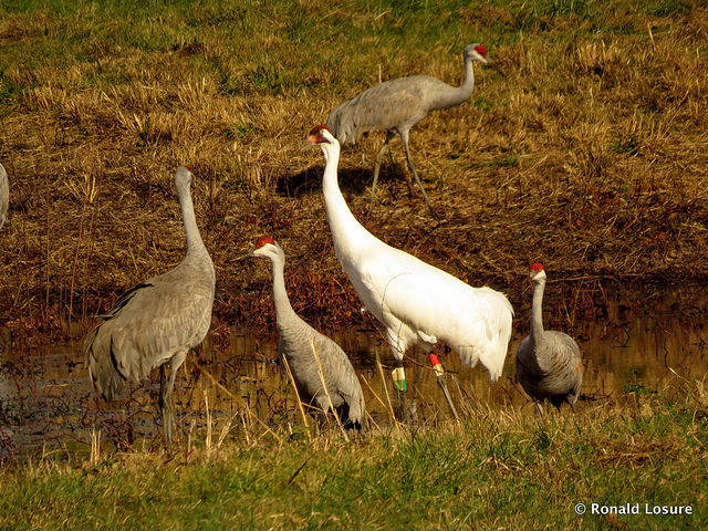 Sandhill cranes & whooping crane