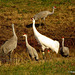 Sandhill cranes & whooping crane