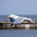 Gull photos, New Brighton (5)