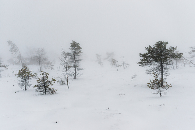 Nebel im Moor - 20150101