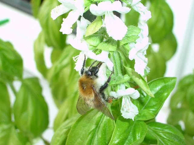 Bumble Bee loves Basil #2
