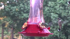 More from the Faeries In Flight ! ~ The Ruby Throated Hummingbirds  15-8-2015