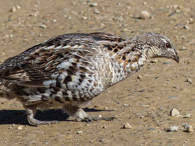 Ruffed Grouse - from my archives