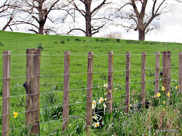 Flowers Along Farm Fence.