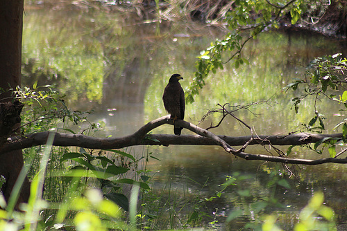 Eagle Silhouette