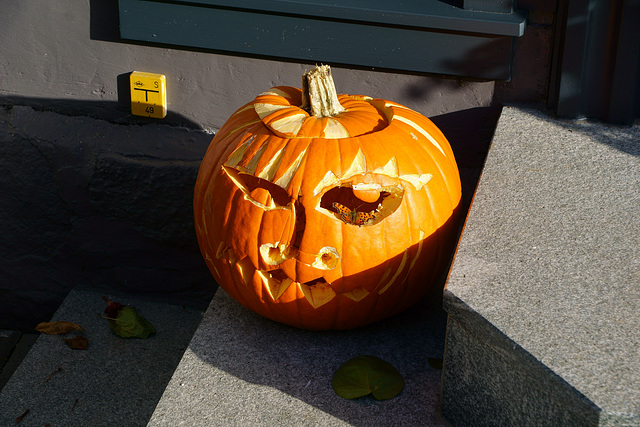 Kürbis mit Besucher / Pumpkin with Visitor