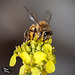 157/366: Honey Bee on Mustard Blossom
