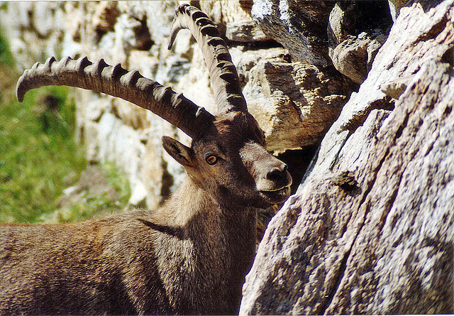 The King of Gran Paradiso Park - Curiosity for me