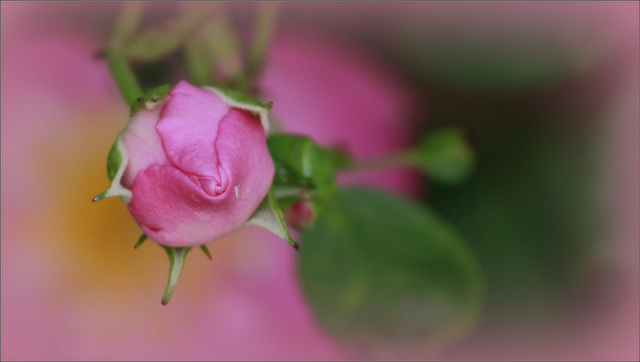 Bouton rose