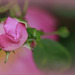 Bouton rose