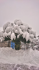 Schneemützenbaum