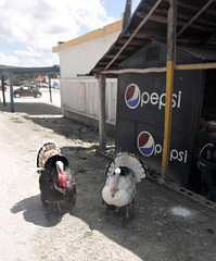 Duo de dindes à Pepsi / Turkeys & Pepsi