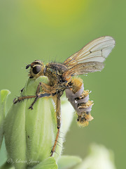 Entomophthora muscae infected Dung Fly
