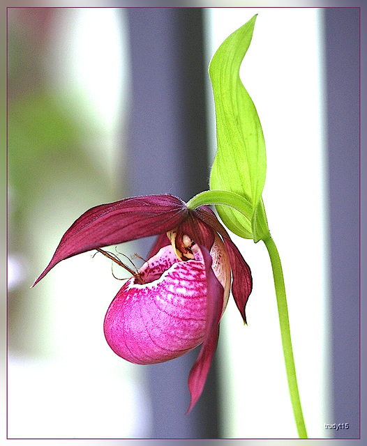 orchidee?