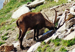 The King of Gran Paradiso Park - Eating the fresh grass