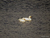 Snow geese - Chen caerulescens