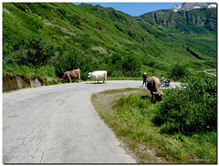 cows near the lake Morasco