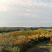 Panoramablick vom Aussichtsturm "Haldenzeichen" auf der Halde Radbod (2)