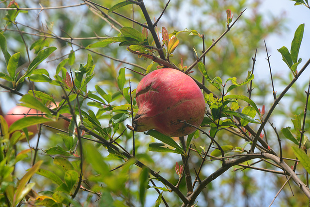 Guatemala, The Fruit of Pomegranate