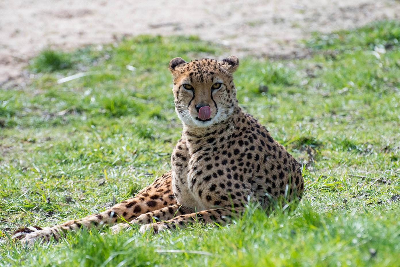 Cheetah6