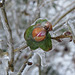 Quince flower bud in ice